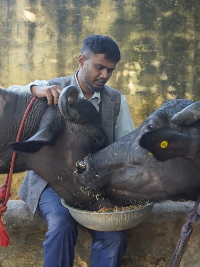 फ्री में करवाएं अपने पशुओं का इलाज, जानें पूरा प्रोसेस