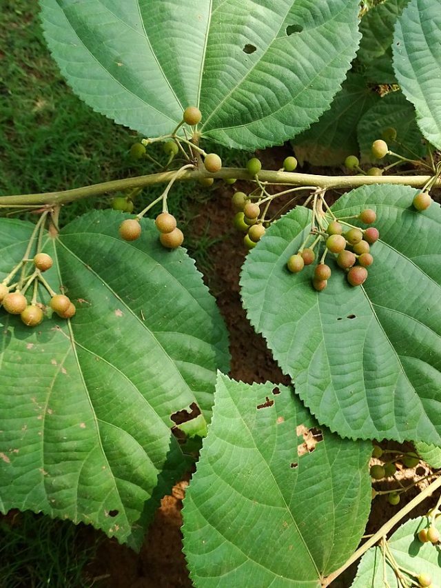 दूधारू जानवरों के लिए वरदान है ये पत्ता, बकरी भी देगी भरपूर दूध!