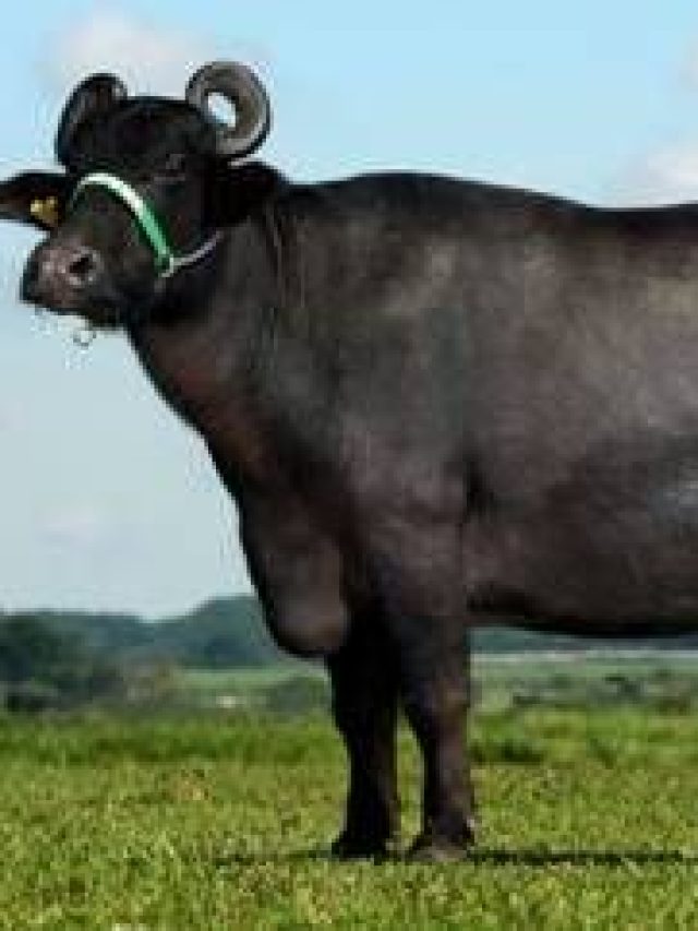 मुर्रा भैंस खरीदते समय रखें ध्यान, असली नस्ल की कर लें पहचान