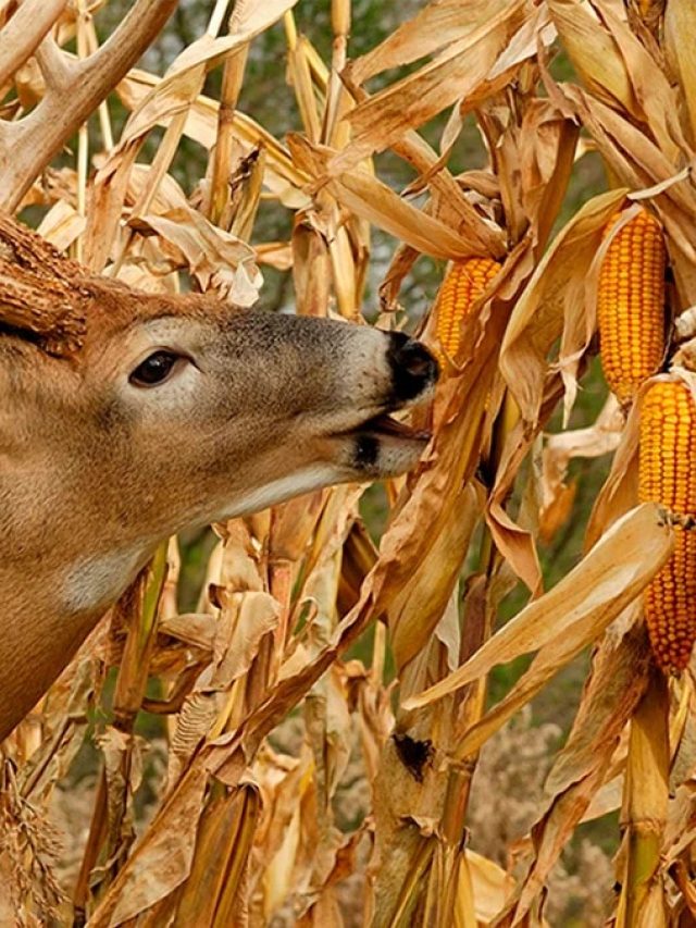 मक्का है सभी पशुओं के लिए वरदान! इस तरह करें इस्तेमाल