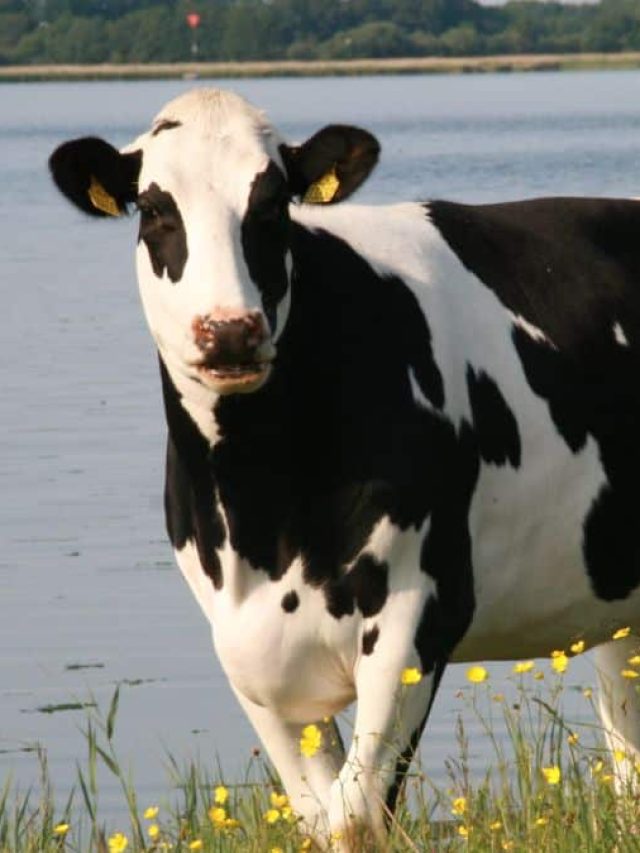 पशुओं में कैल्शियम की कमी से घट जाता है दूध उत्पादन, ऐसे पहचाने लक्षण