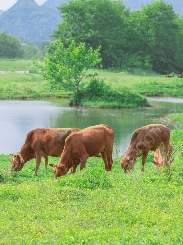 बरसात में ये घास न खा लें गाय-भैंस, सेहत के लिए हैं खतरनाक