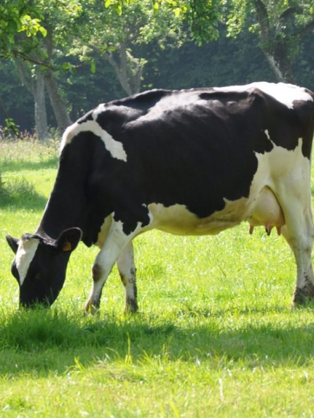 गर्भवती गाय-भैंस के लिए कैसा हो आहार? बस इन बातों का रखें ख्याल