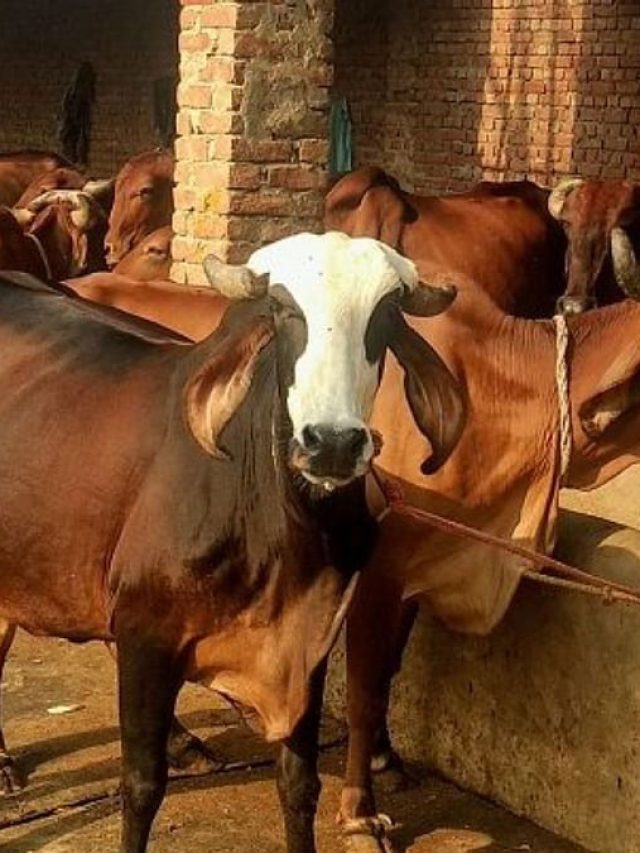 गाय-भैंस-बकरी को पाइका बीमारी का खतरा! ऐसे करें पहचान