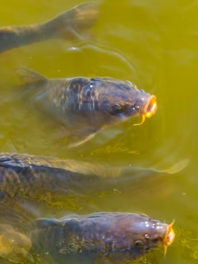 बरसात में मछलियों को संक्रमण का खतरा, तालाब को ऐसे रखें साफ