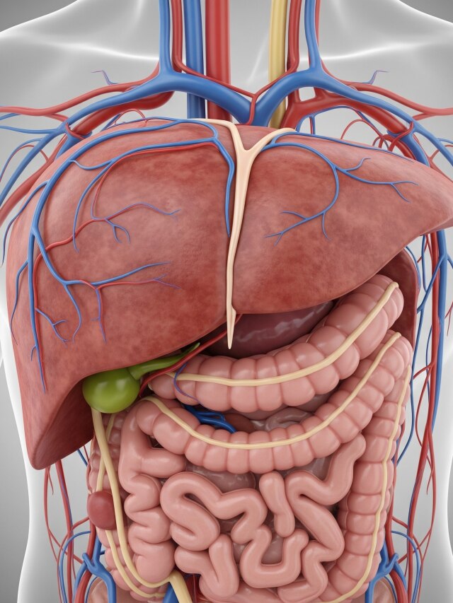 लिवर हेल्दी रखने के लिए हार्वर्ड के डॉक्टर नाश्ते में खाते हैं ये 4 चीजें, आप भी खाना करें शुरू
