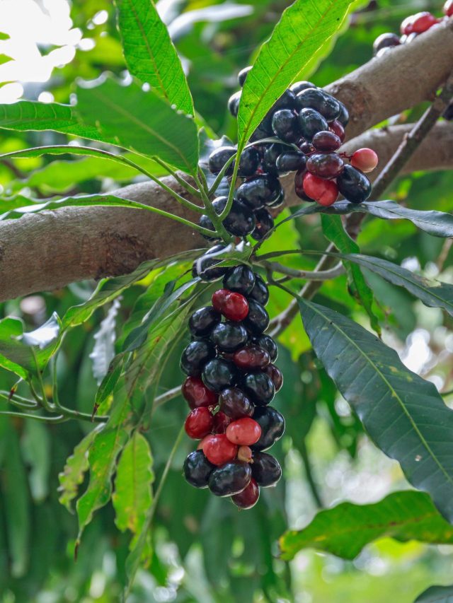 मॉनसून में लगाएं जामुन का पौधा, जानें गमले में लगाने का तरीका