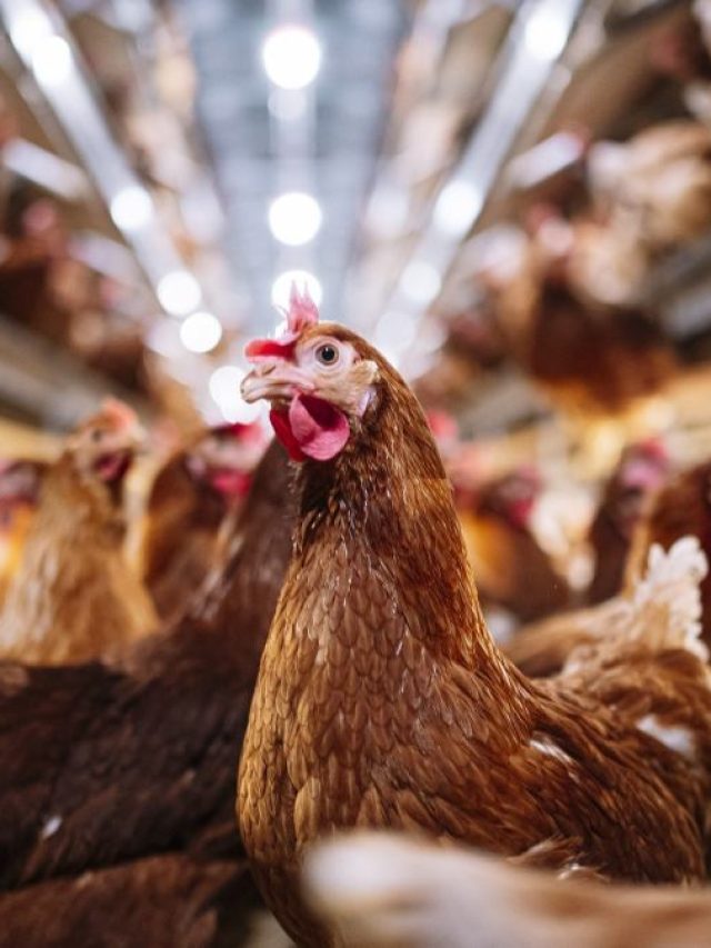 शुरू करना है देसी मुर्गी पालन? जानें 100 मुर्गियों का कितना खर्च-कितना मुनाफा