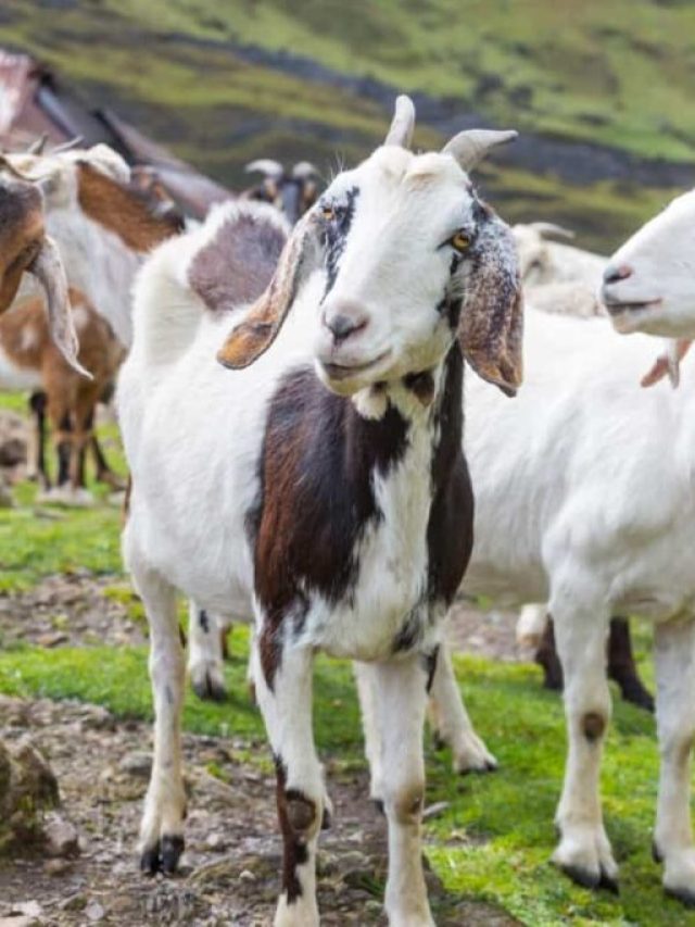 बकरी के चारे में शामिल करें ये खास चीज, बढ़ेगा दूध उत्पादन