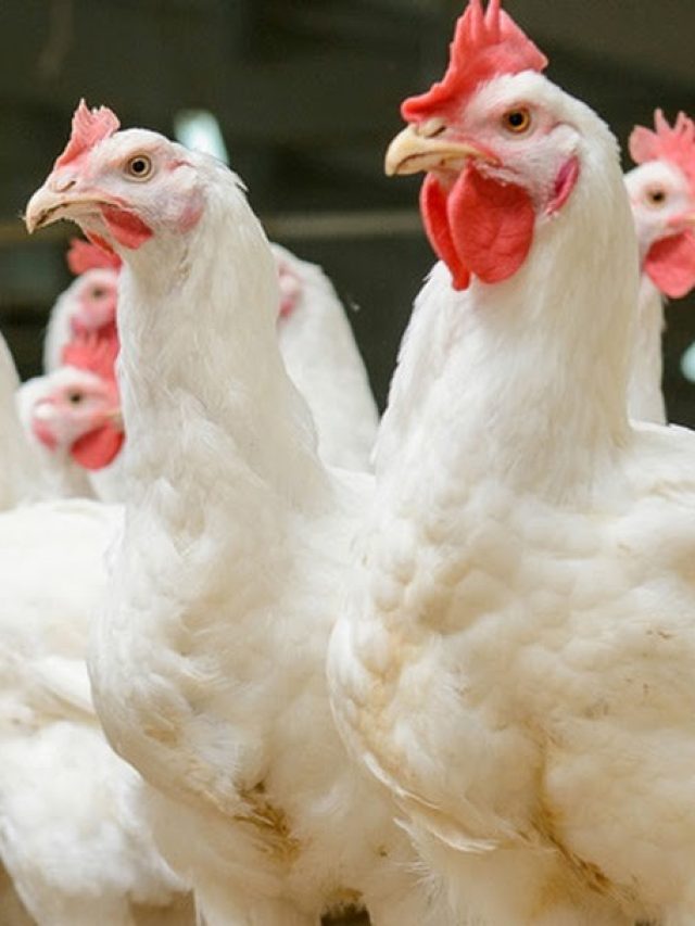 बारिश में मुर्गियों को बीमारियों से कैसे बचाएं? फॉलो करें ये खास टिप्स