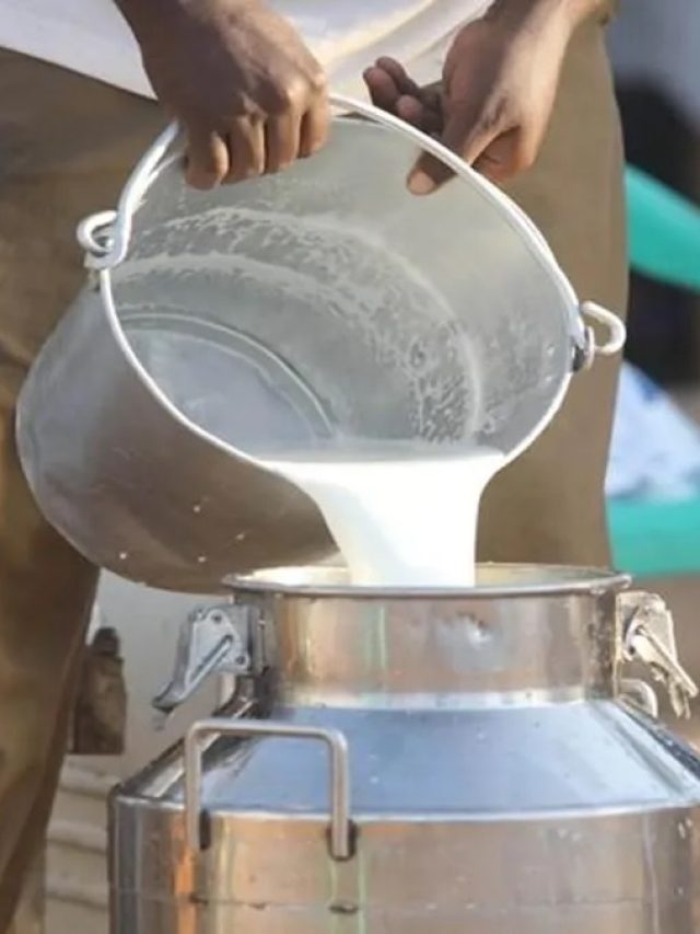 बढ़ाना है दूध उत्पादन तो गाय-भैंस को खिलाएं ये देसी दवा