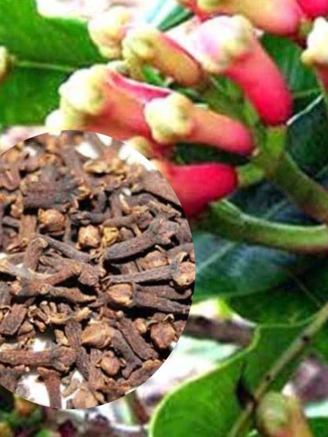 আর কিনতে হবে না,বাড়িতেই হবে লবঙ্গ, টিপসটা জেনে নিন