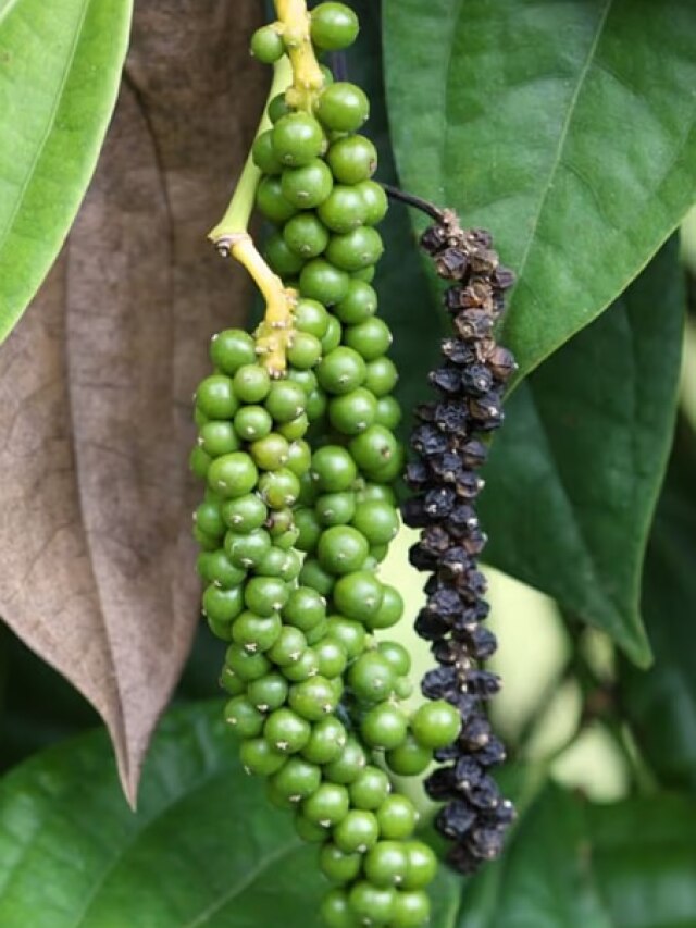 गमले में उगाई जा सकती है काली मिर्च, लगाने का तरीका भी आसान, फॉलो करें ये स्टेप्स