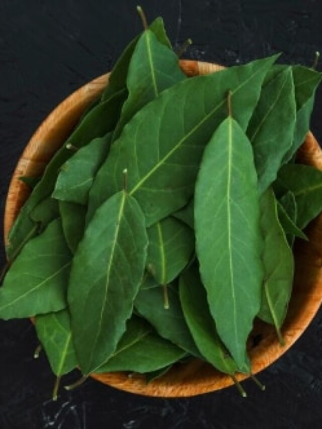 गमले में उगाना है तेजपत्ता, तो इन बातों का रखें ख्याल