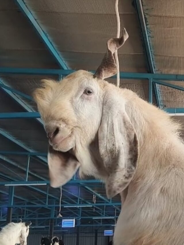 गाय-भैंस जितना दूध देती है बकरी की ये नस्ल, कर देगी मालामाल