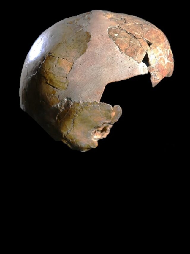 This child wasn't fully human: Ancient skull shakes up human evolution