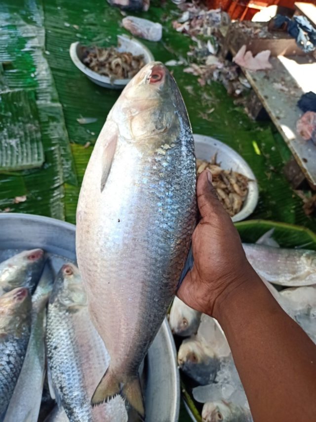 কোন ইলিশটা কিনলে সবচেয়ে সুস্বাদু হবে? এই মাছটি কিনুন