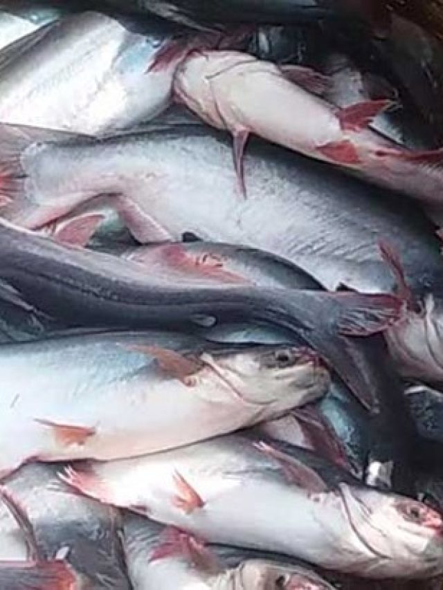 ইলিশের অনেক দাম,  এই মাছ খান,  কমদামে ফুল পুষ্টি, স্বাদও জব্বর