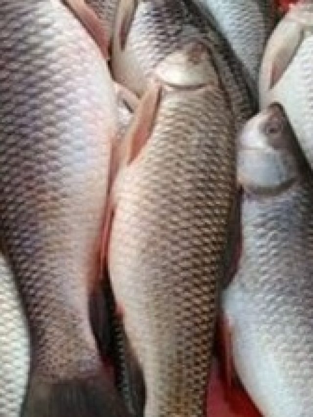 রুই মাছ খেলে শরীরে কী হয়, জেনে রাখুন