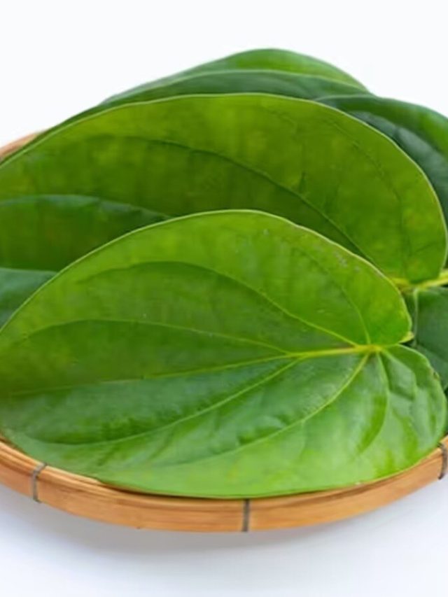 ভাগ্য বদলে দেয় পান পাতা, কীভাবে