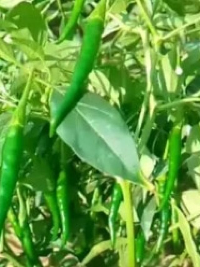 ঘরে লঙ্কার গাছ লাগালে কী হয়, জেনে রাখুন