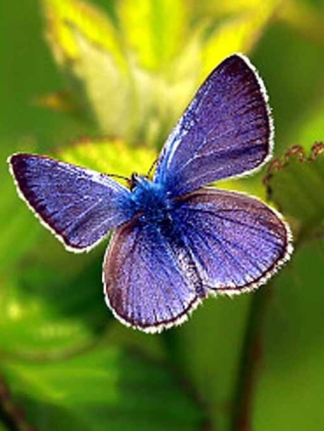 প্রজাপতি ঘরে এলে কী হয়, জানুন