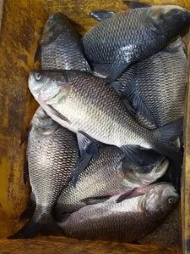 এই তিনটি মাছ খেলে বিনা পরিশ্রমে ওজন ঝরতে থাকে, কোনটি পছন্দ?