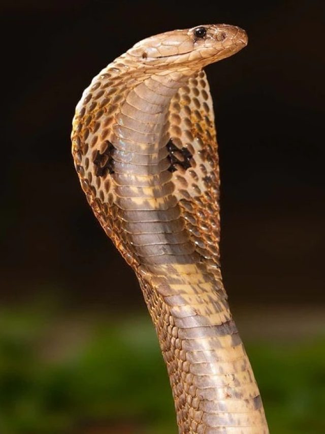 এই গাছ লাগালে  ঘরে সাপ ঢুকবেই, সতর্ক হন