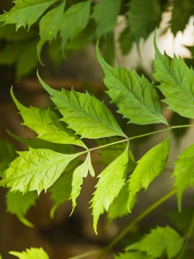 বর্ষায় গোছা গোছা  চুল ওঠা থেকে বাঁচাবে নিমপাতা