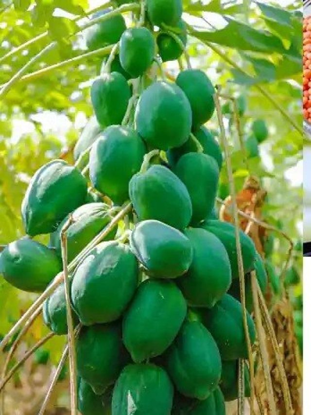 বাড়ির টবেই হবে  পেঁপে, মাটিতে মেশান এই জিনিস