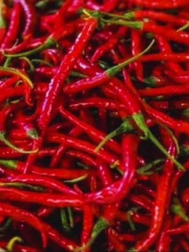 ভাগ্য বদলে দেবে শুকনো লঙ্কা,  কীভাবে, জানুন