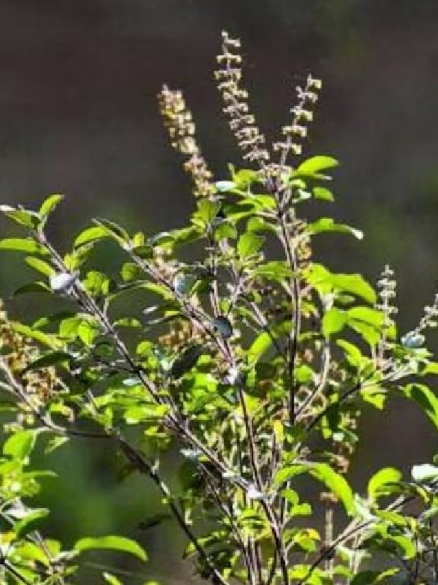 তুলসী পাতা খেলে শরীরে এসব হয়, জেনে রাখুন
