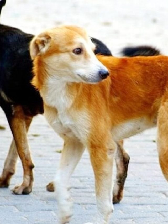 কুকুরকে এসব খাবার খাওয়ালেই বিপদ, জানুন