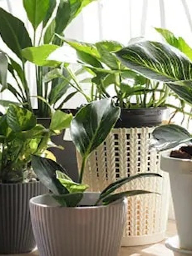 এসব গাছ ঘরে রাখলে সংসার সুখের হয়