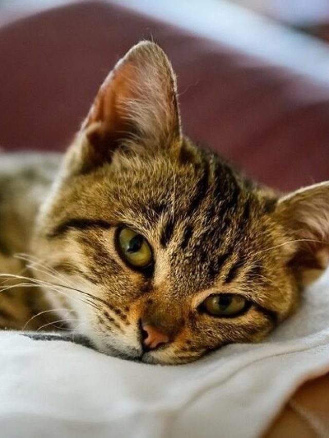 বিড়ালের কান্না কিসের ইঙ্গিত, জানুন