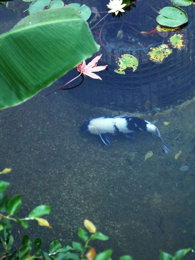 तालाब में मछलियों की तादाद बढ़ाएगा ये पत्ता, बिना खर्च के बढ़ेगी कमाई