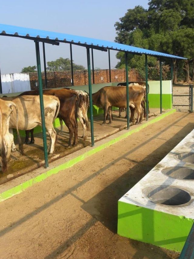 पशुओं के लिए बनवाना है शेड, तो 'मनरेगा' से लें मदद, जानें कैसे