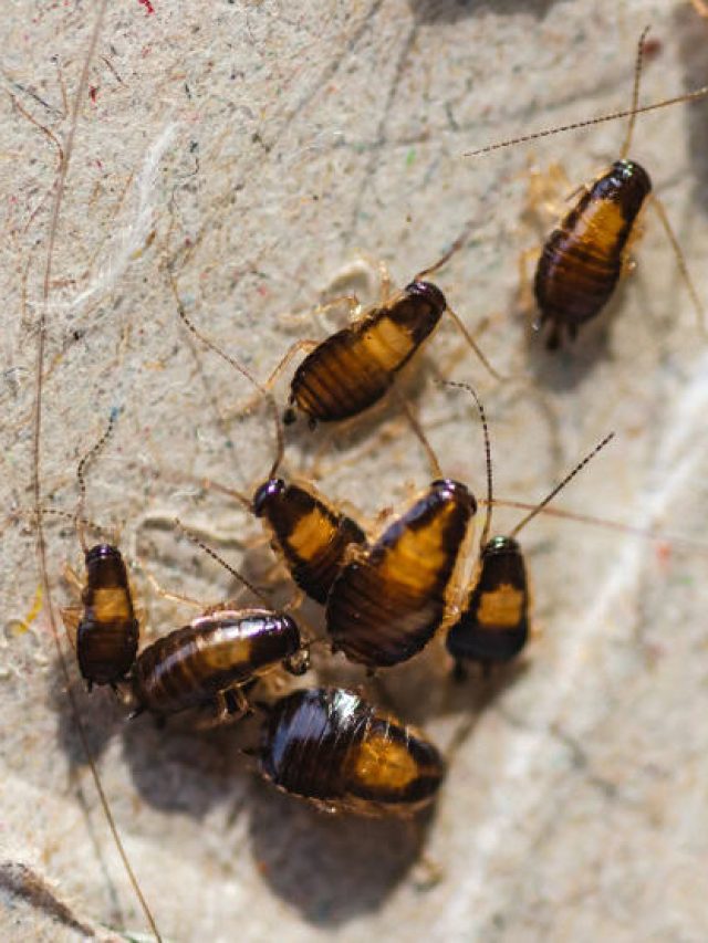রান্নাঘরে বাচ্চা তেলাপোকার দুষ্টুমি, ৪ উপায়ে রাতারাতি তল্লাট ছাড়বে