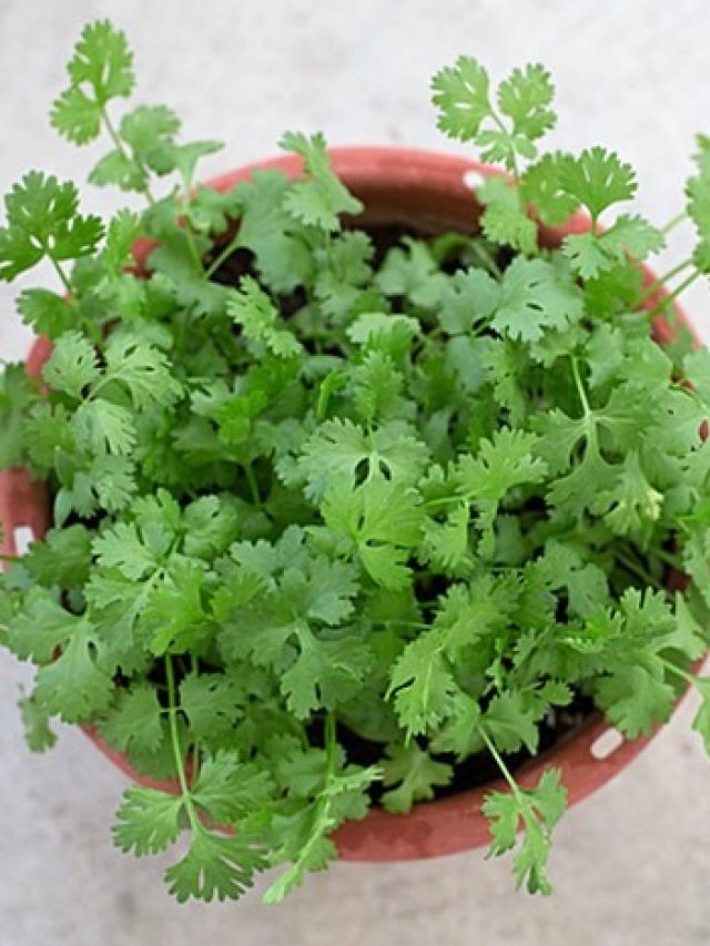 পুরনো বালতিতেই হবে ধনেপাতা, সারাবছর পাবেন