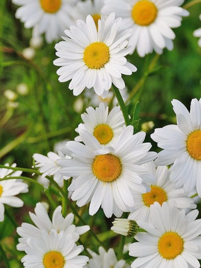 पौधों में नहीं आ रहे फूल? फॉलो करें ये आसान टिप्स