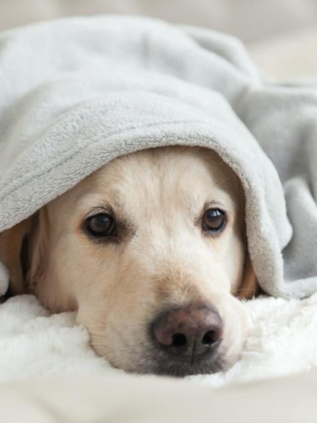 নিজেদের কীভাবে সুস্থ করে অসুস্থ কুকুর-বিড়াল? জানুন এখনই