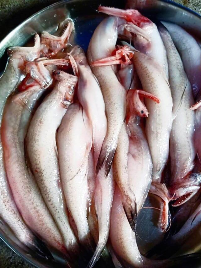 বাঙাল প্রিয় ল্যাতল্যাতে মাছ খেলেই রক্ত হবে আরও লাল