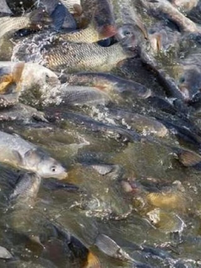 मॉनसून में बीमार न हो जाएं मछलियां, तालाब की सफाई के लिए फॉलो करें ये टिप्स