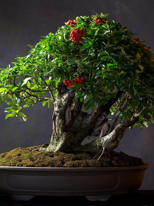 इन पौधों का बनाएं Bonsai Tree, कम देखभाल में बढ़ेगी घर की रौनक