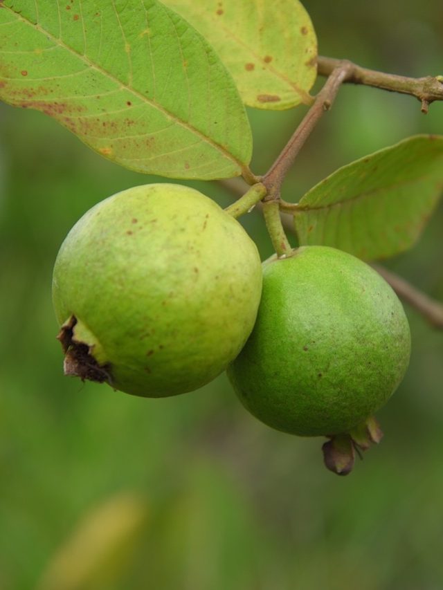 घर पर उगाना है अमरूद का पेड़? बस फॉलो कर लें ये आसान टिप्स