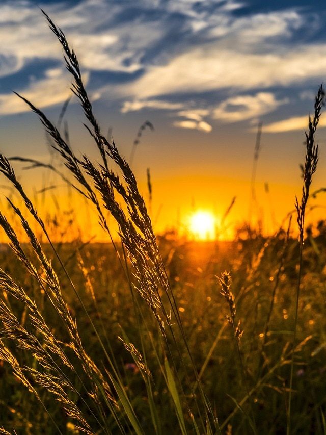 खेती में पानी है सफलता! जरूर फॉलो करें ये टिप्स, होगी खूब कमाई