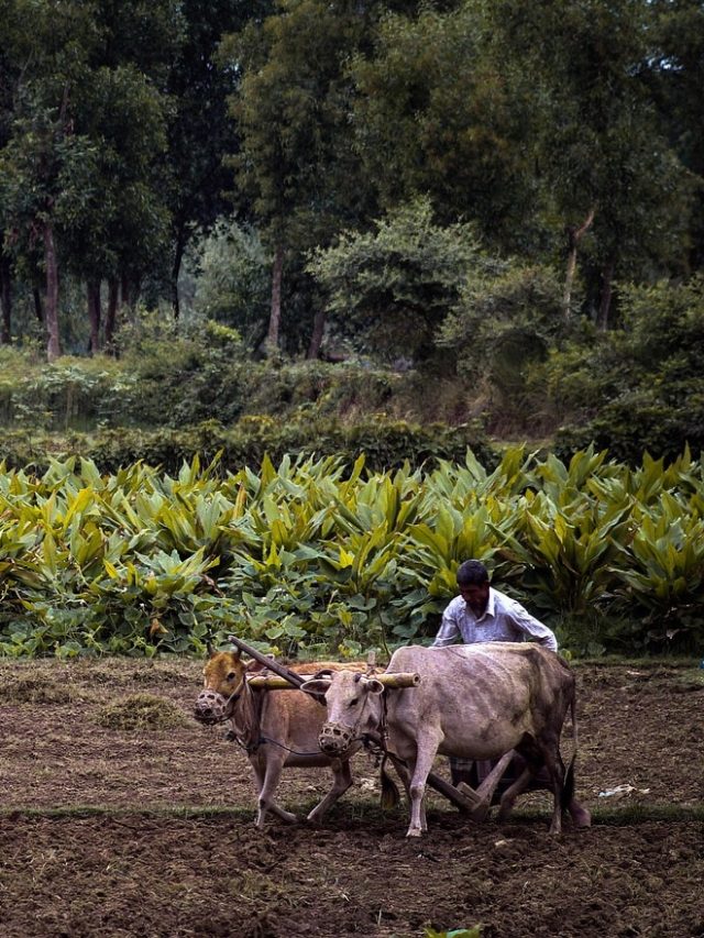 क्या 18 जुलाई को आएगी PM किसान निधि की 20वीं किस्त? जानें