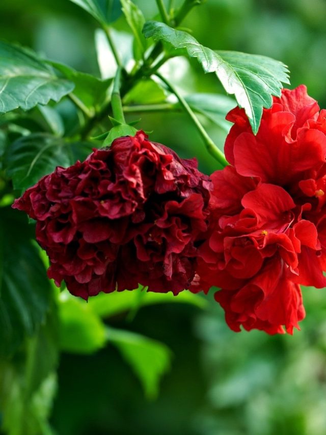 জবা ফুল গাছেই কাটবে বাড়ির সব বিপদ, এই দিকে লাগানো সবচেয়ে শুভ