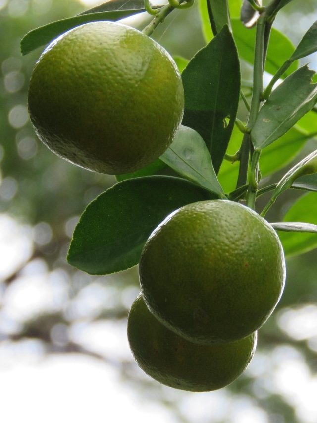 नींबू के पौधे में नहीं आ रहे फल? डाल दें बस ये एक चीज, लद जाएगा प्लांट