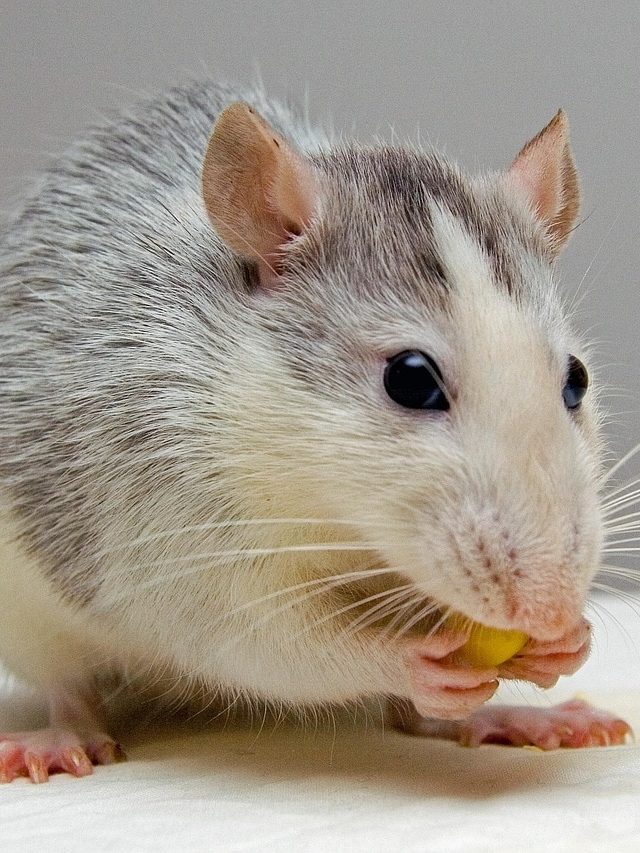 পাঁই পাঁই করে পালাবে ইঁদুরের দল, ৫টি সহজ উপায়